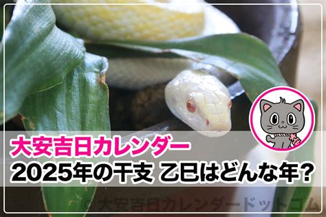 巳年 2025|巳年・乙巳（きのとみ）干支で占う2025年の運勢は、どんな一。